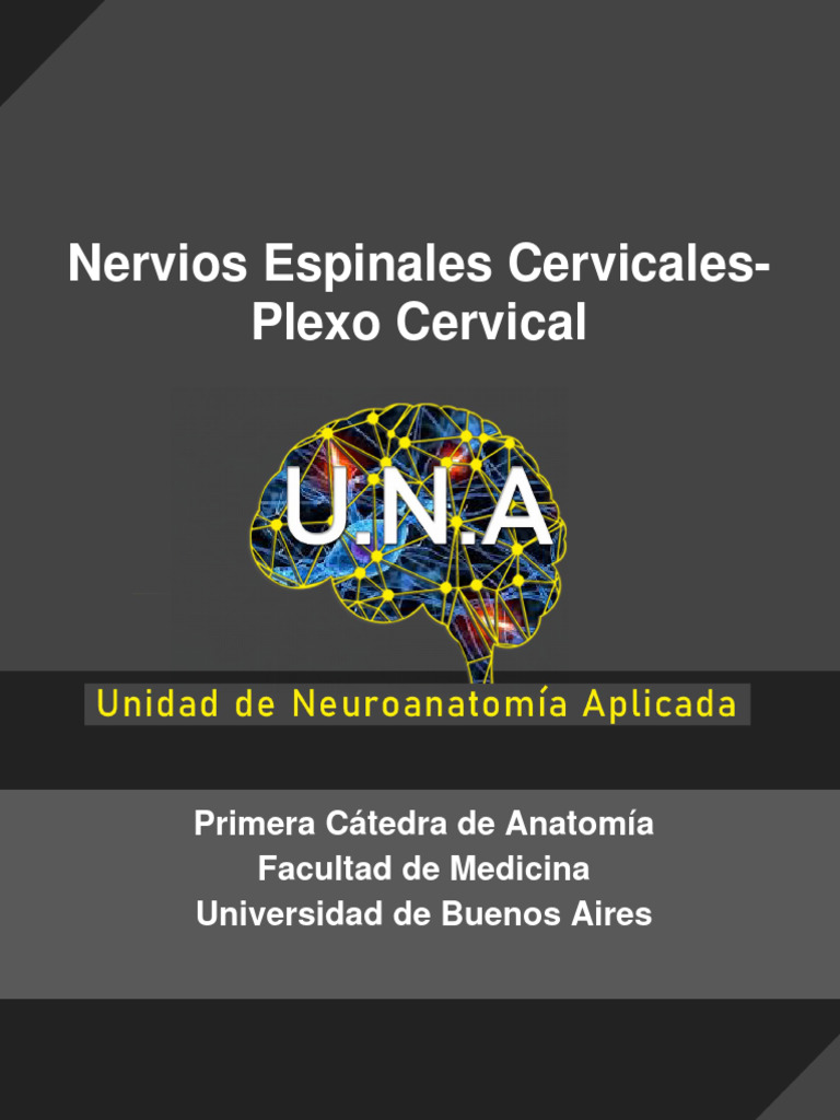 Modulo A TP 07 Guia de Estudios UNA - Plexo Cervical | PDF | Nervio ...