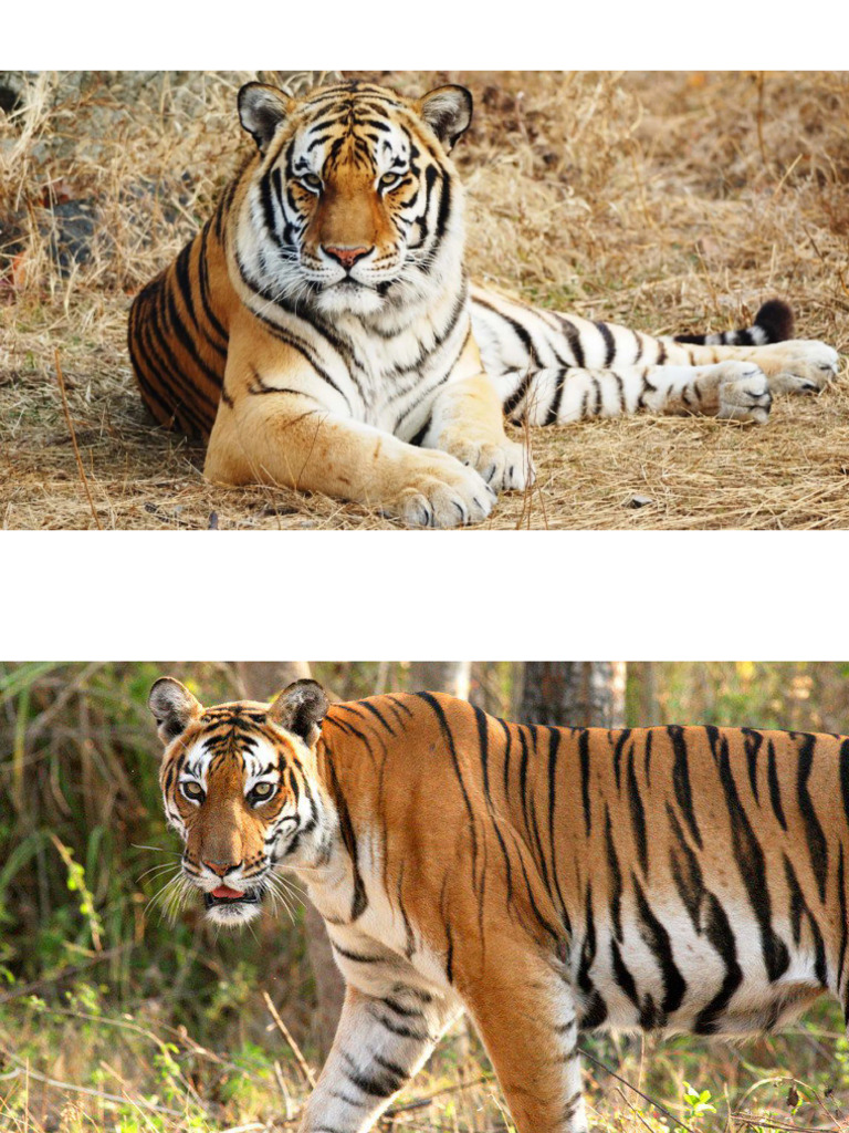 TIGER | PDF
