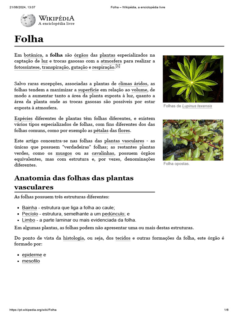 Anatomia das Folhas Verticiladas | PDF | Folha | Botânica