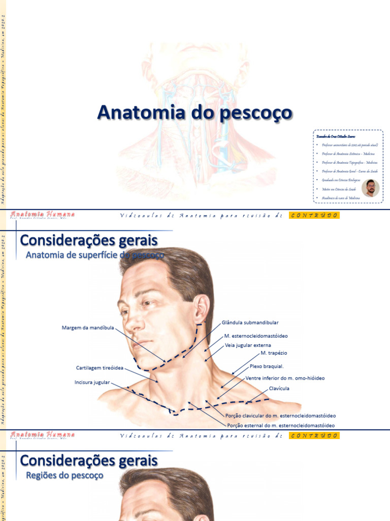 Slides Anatomia Topográfica Do Pescoço Pdf Anatomia Anatomia Humana