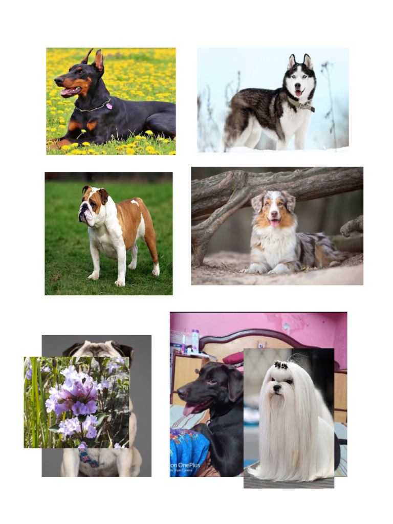 Dog Breeds | PDF