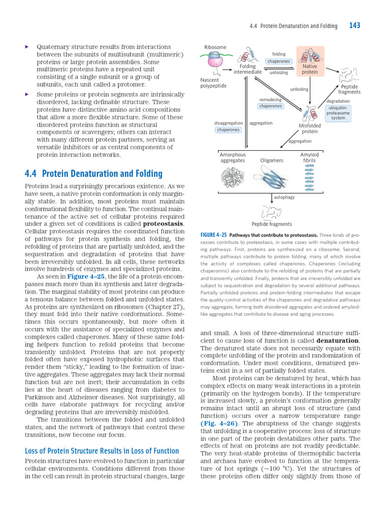 Chapter 4 - Protein Folding | PDF | Protein Folding | Denaturation ...