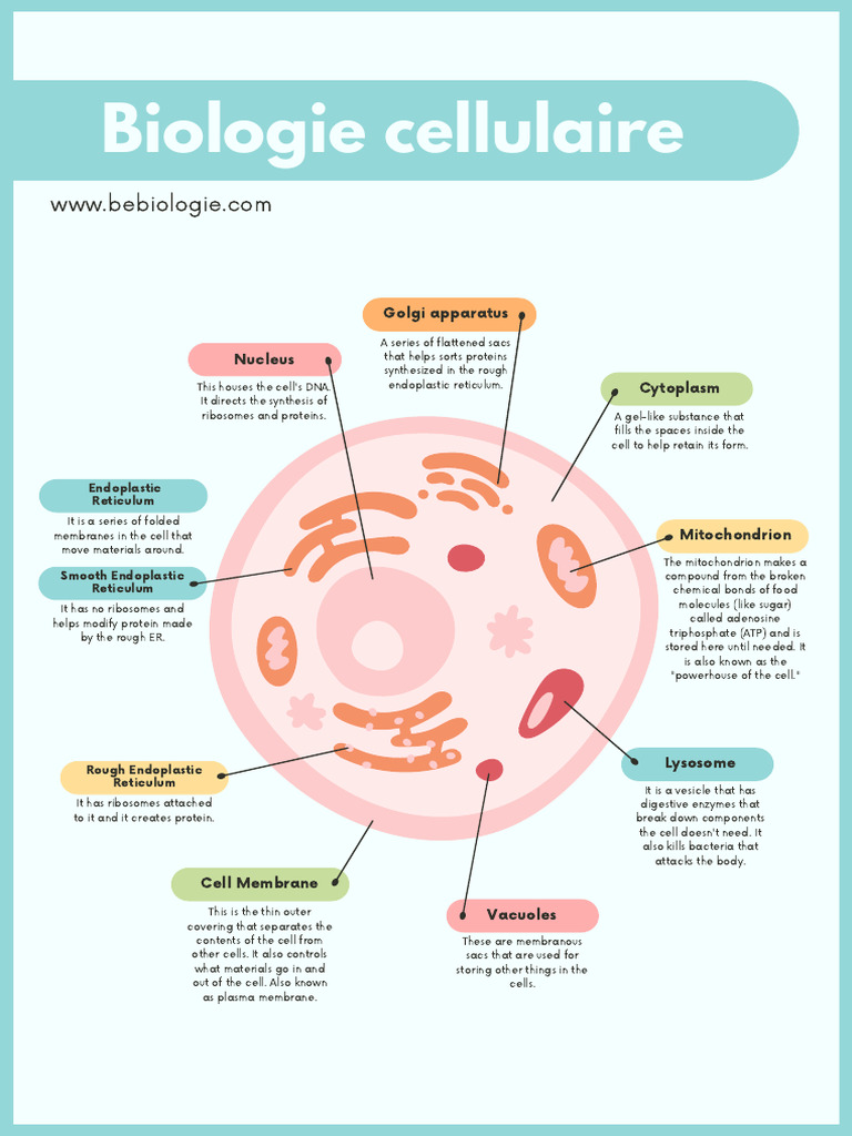 NAD+ et NADH : Quelle différence ?, image size:768x1024