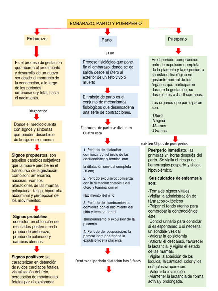 Etapas del Parto y Puerperio | PDF | Parto | El embarazo