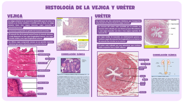 Histología De La Vejiga Y Uréter Pdf Membrana Mucosa Sistema Urinario
