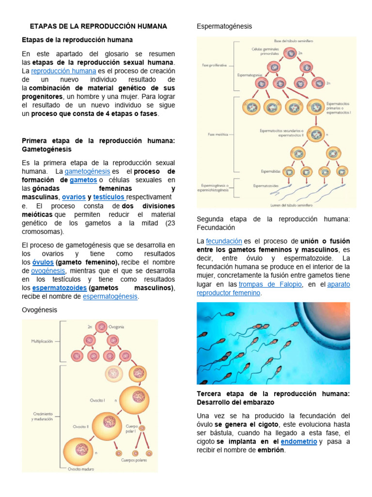 Etapas de La Reproducción Humana | PDF | Reproducción humana | Parto, image size:768x1024