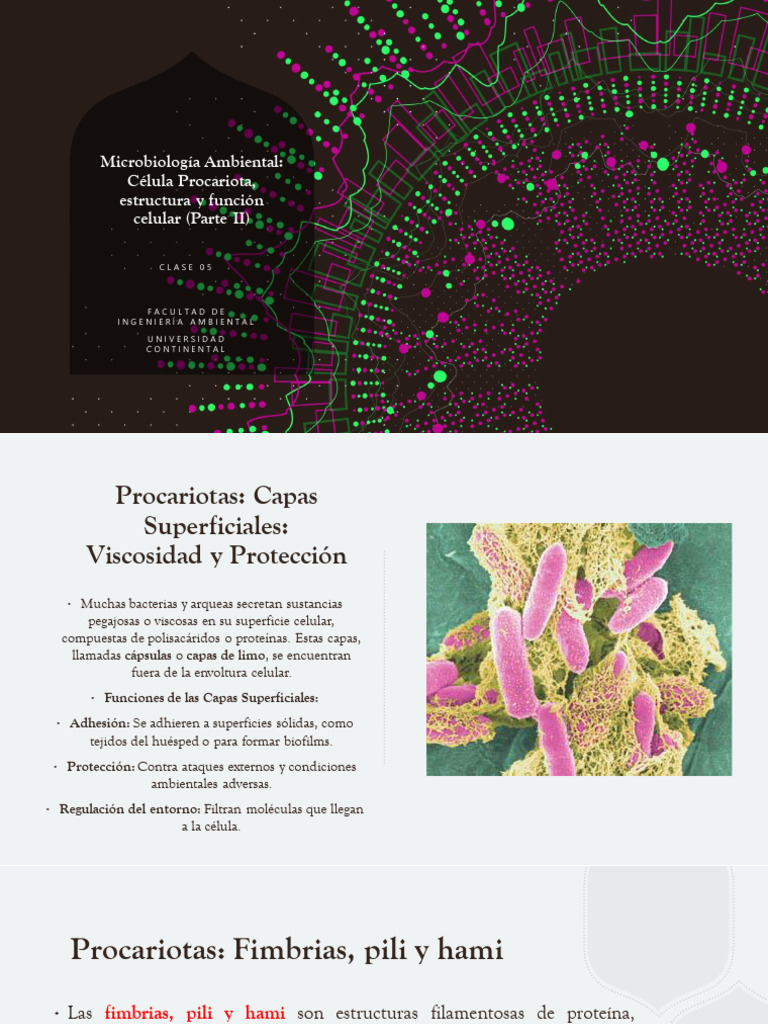 Estructura y Función de Procariotas | PDF | Las bacterias | Biología ...