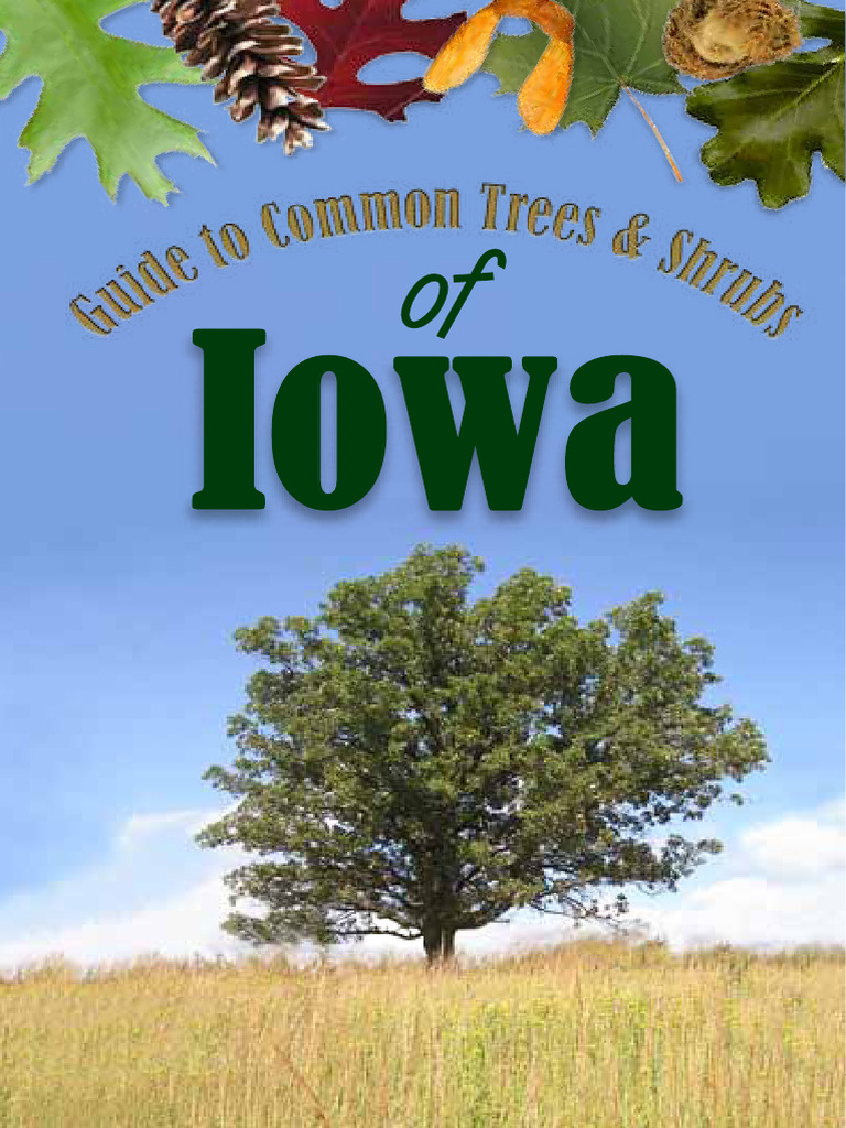 Iowa Trees & Shrubs Identification Guide | PDF | Trees | Leaf