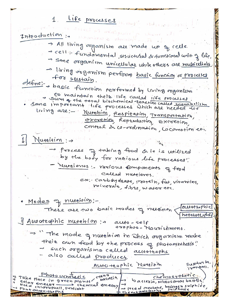 Life Processes Class 10 Ccbse | PDF