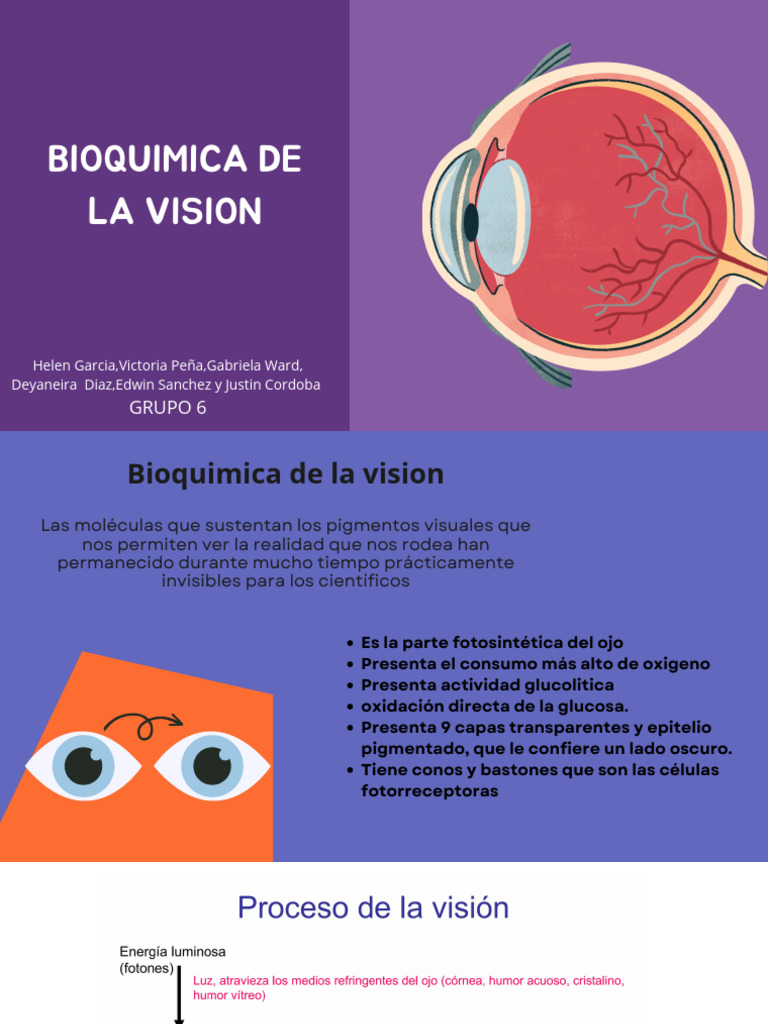 grupo #6 bioquimica en la vision | Descargar gratis PDF | Percepción ...