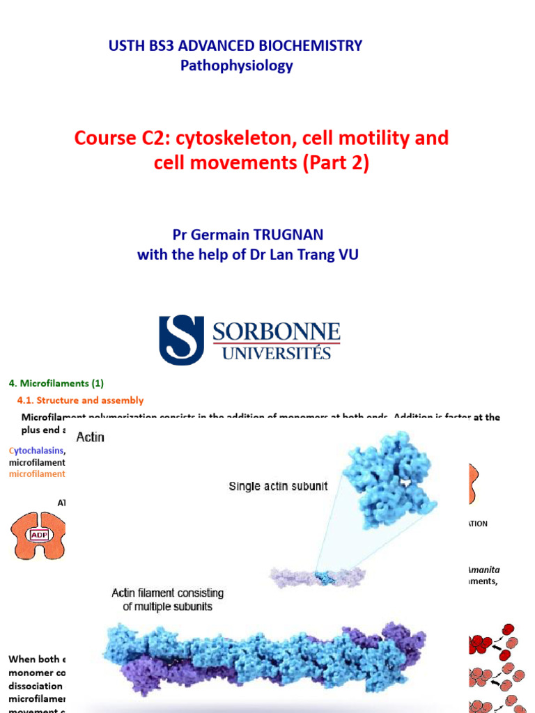 Microfilament Dynamics and Cell Motility | PDF | Actin | Muscle Contraction