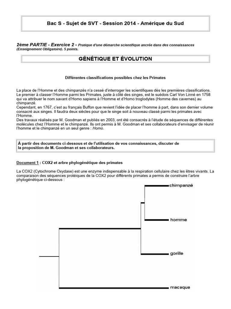 Classification des Primates et Homo sapiens | PDF | Humain | Homo