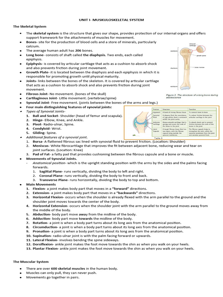 Overview of Musculoskeletal System | PDF | Anatomical Terms Of Motion ...
