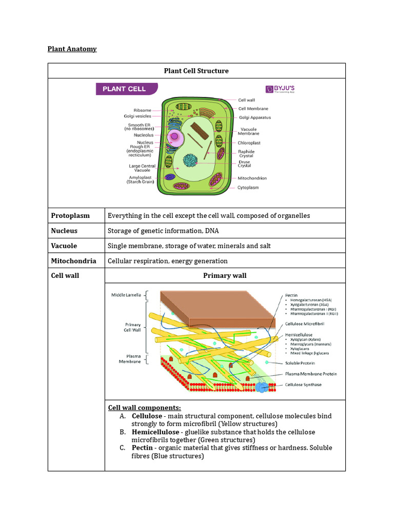 PLANT CELL ANATOMY PDF intelligence overview