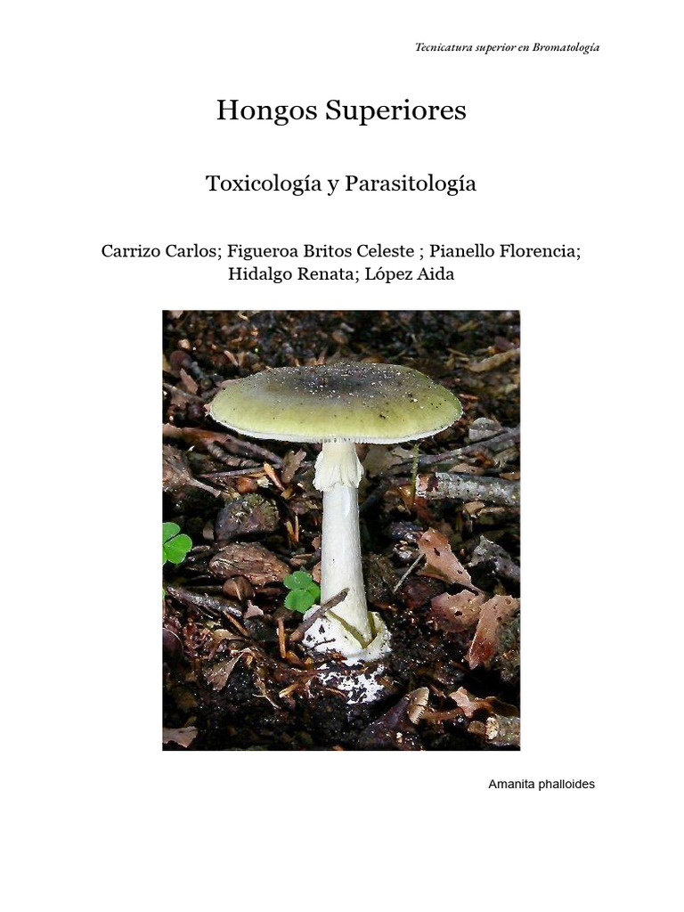Coprinopsis picacea, visto desde arriba. Comúnmente conocida como hongo de  urraca u hongo de tapa de tinta de urraca, es una especie de la familia  Psathyrellaceae. Son bastante grandes para ser coprinus,, image size:768x1024