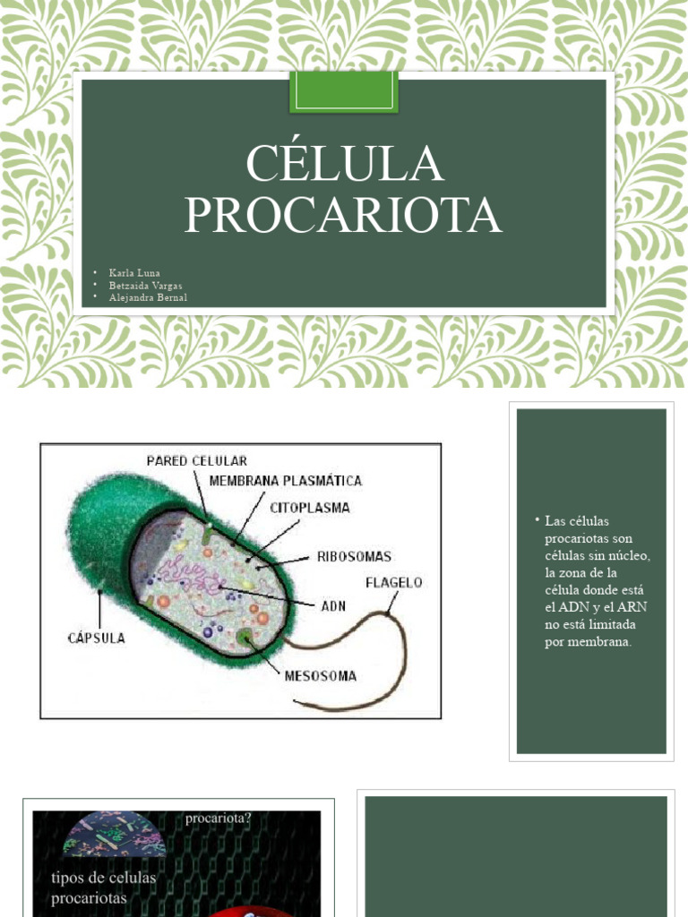 Célula Procariota | PDF | Biología Celular) | Las bacterias
