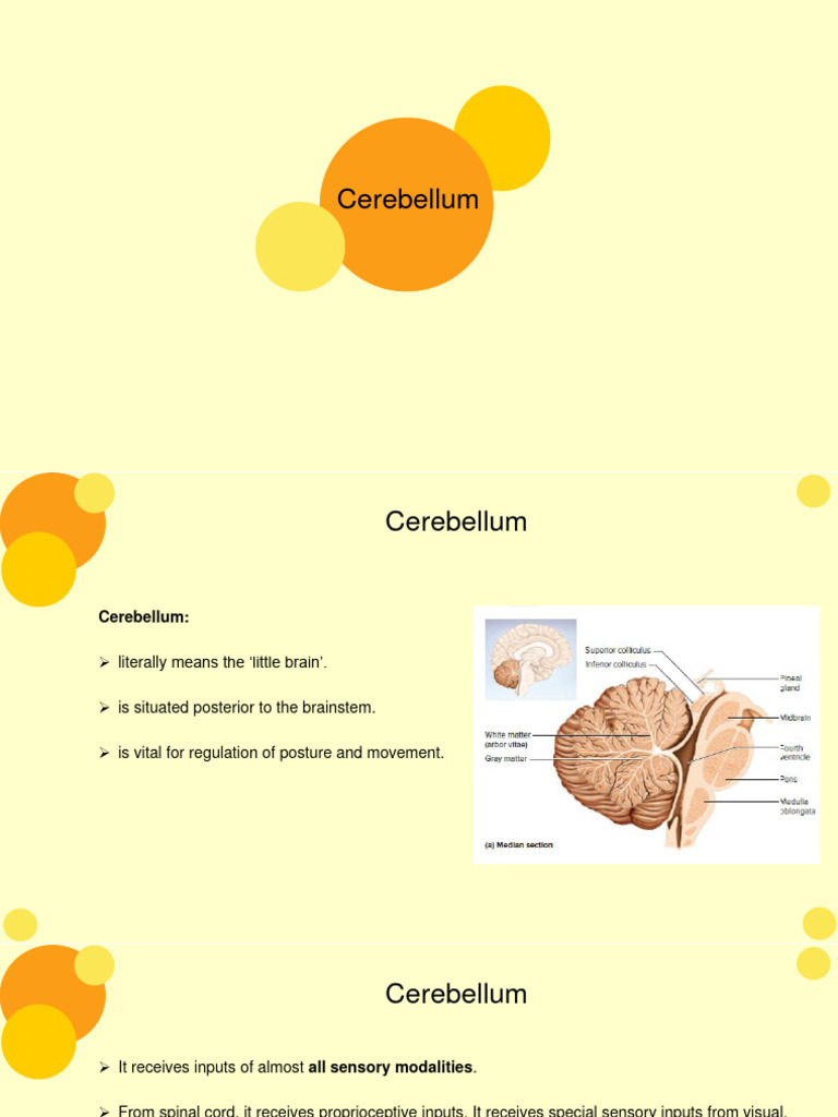 Cerebellum | PDF | Cerebellum | Brainstem
