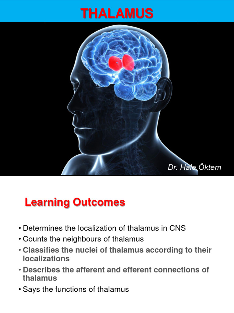 Thalamus | PDF | Thalamus | Cerebral Cortex