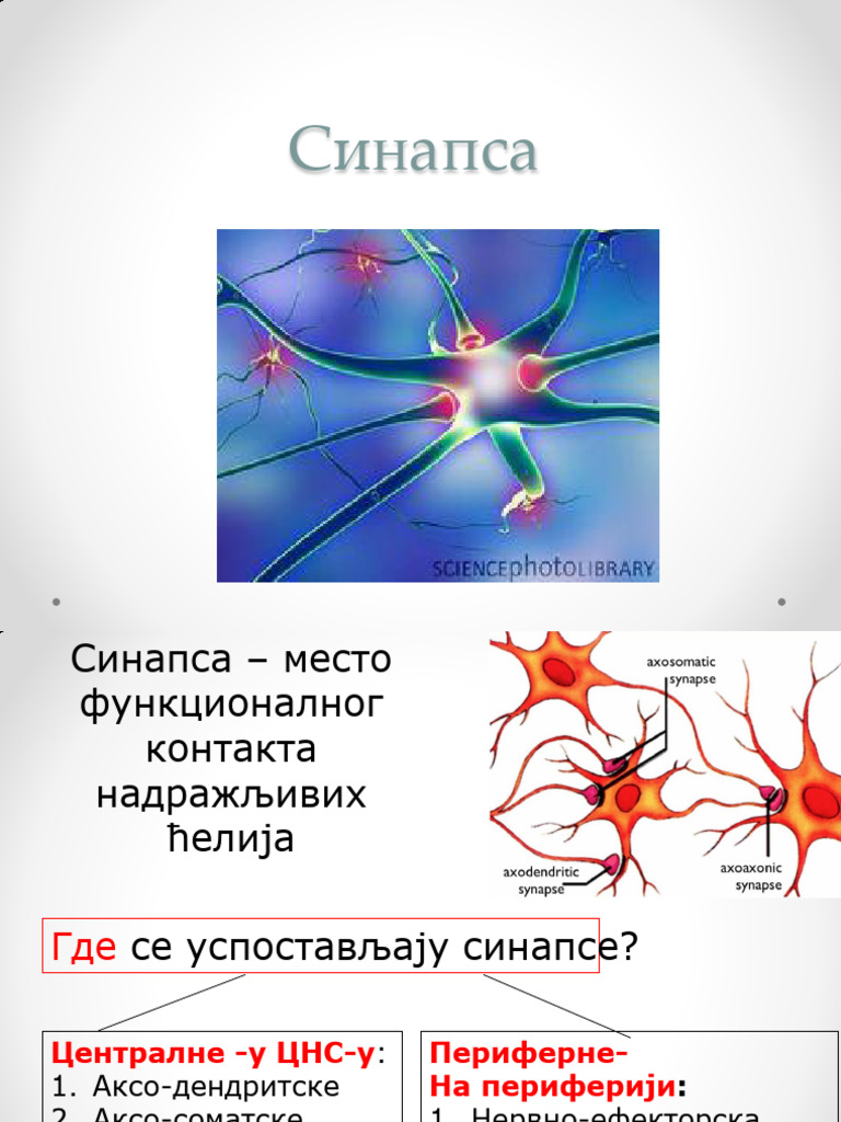 5 Sinapsa | PDF