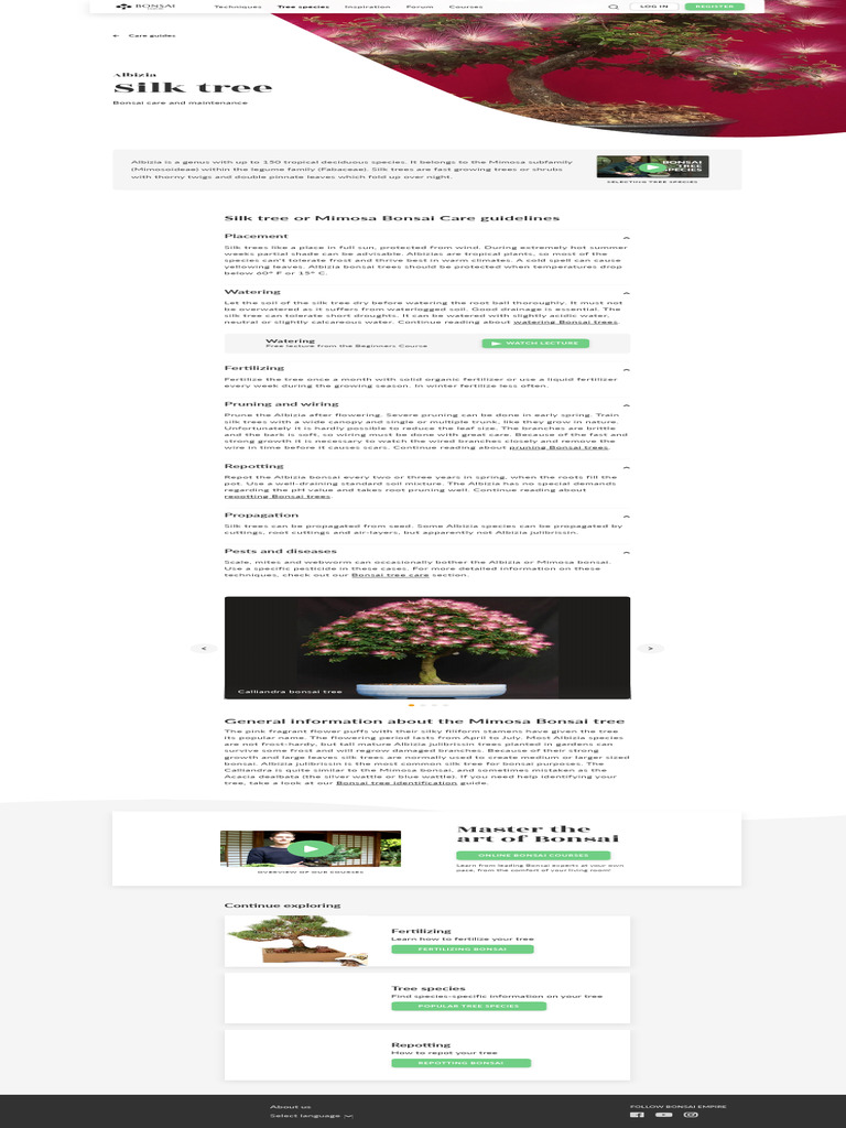 Care guide for the Silk tree Bonsai tree or Mimosa) Bonsai