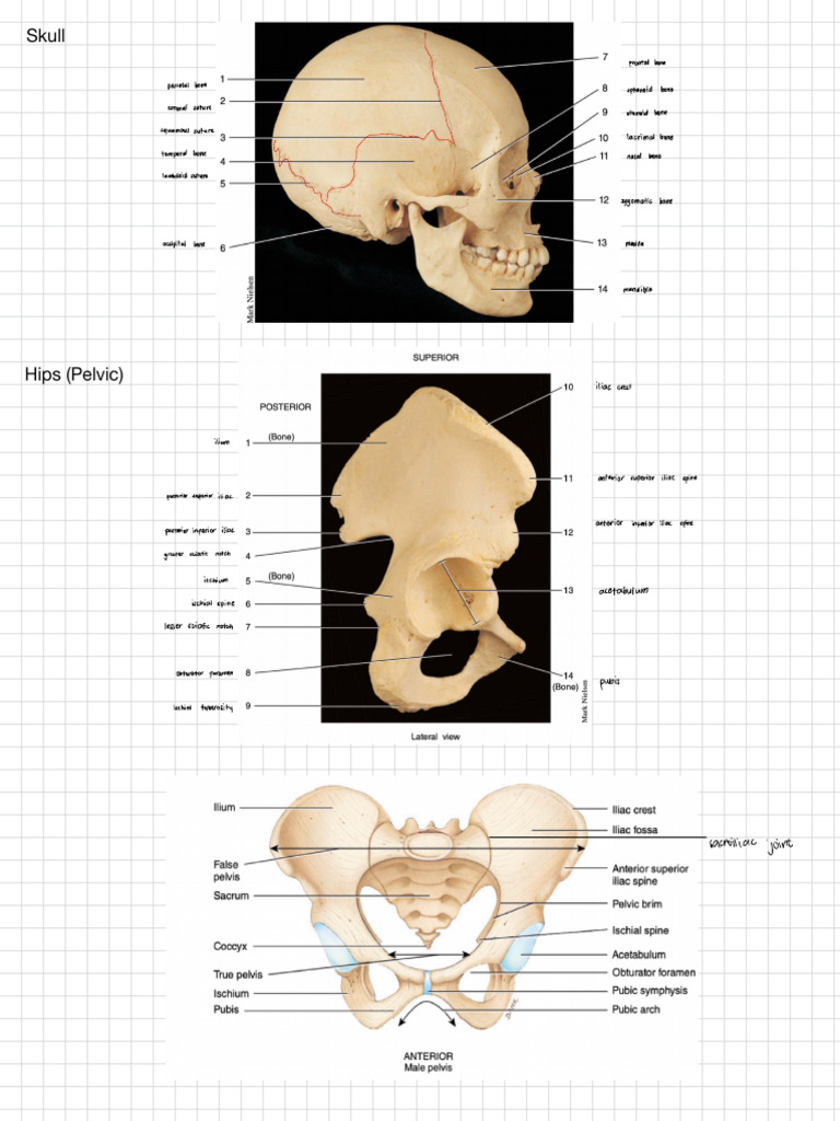 Human Skeletal Anatomy Overview | PDF | Pelvis | Anatomy