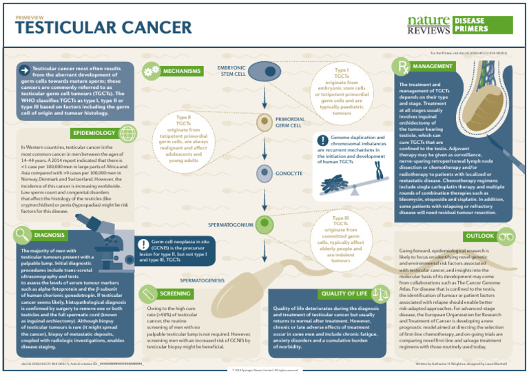Testicular Cancer 2018 | PDF | Testicle | Causes Of Death