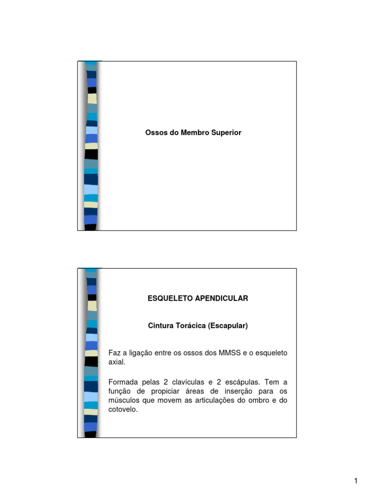 Ossos Do Membro Superior Pdf Cotovelo Sistema Locomotor