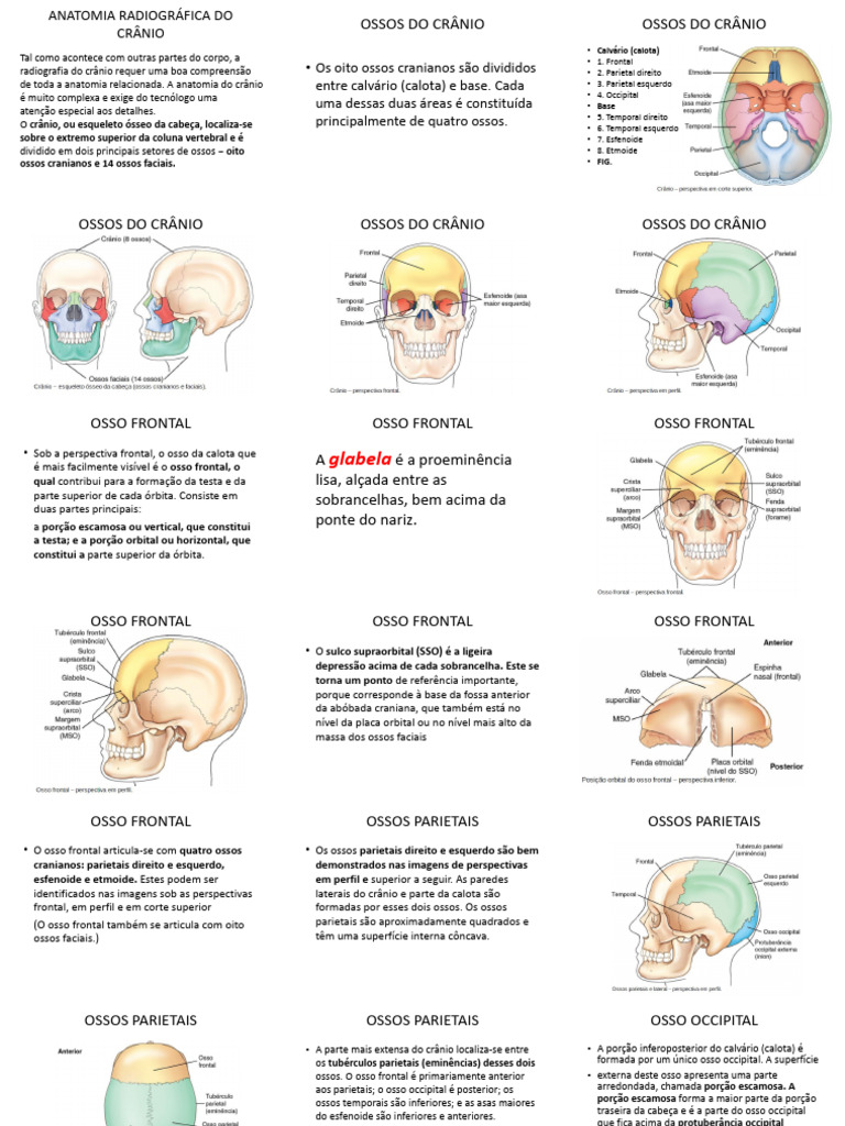 Anatomia Do Cranio Pdf Crânio Sistema Locomotor