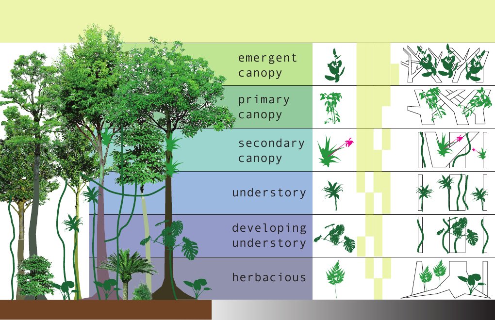 Understanding Forest Canopy Layers | PDF