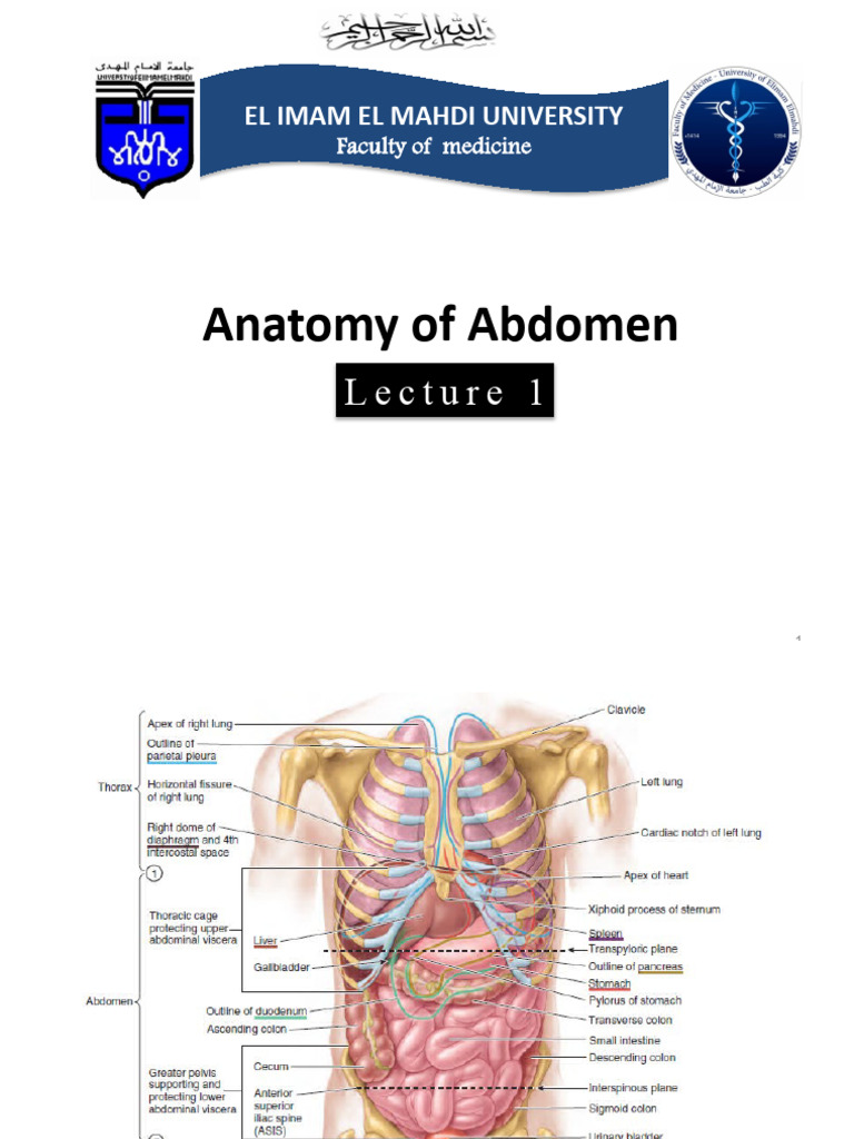 Anatomy of the Abdominal Cavity | PDF | Abdomen | Pelvis