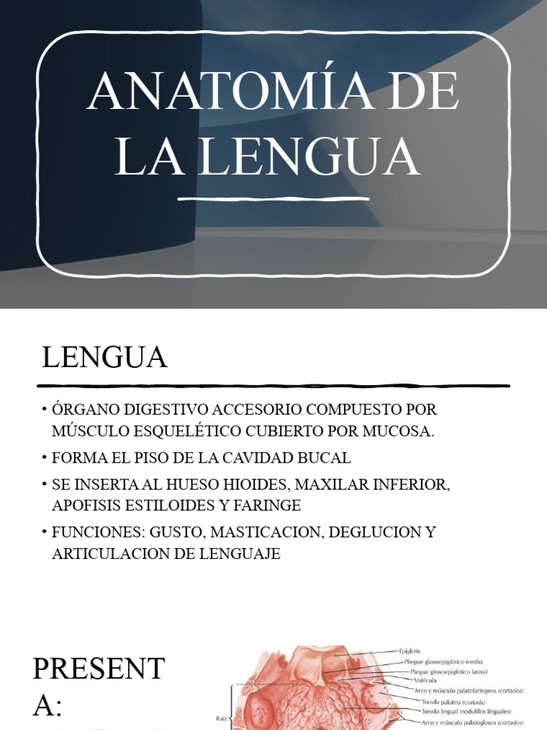 Anatomía de La Lengua | PDF | Artes del Lenguaje y Comunicación ...