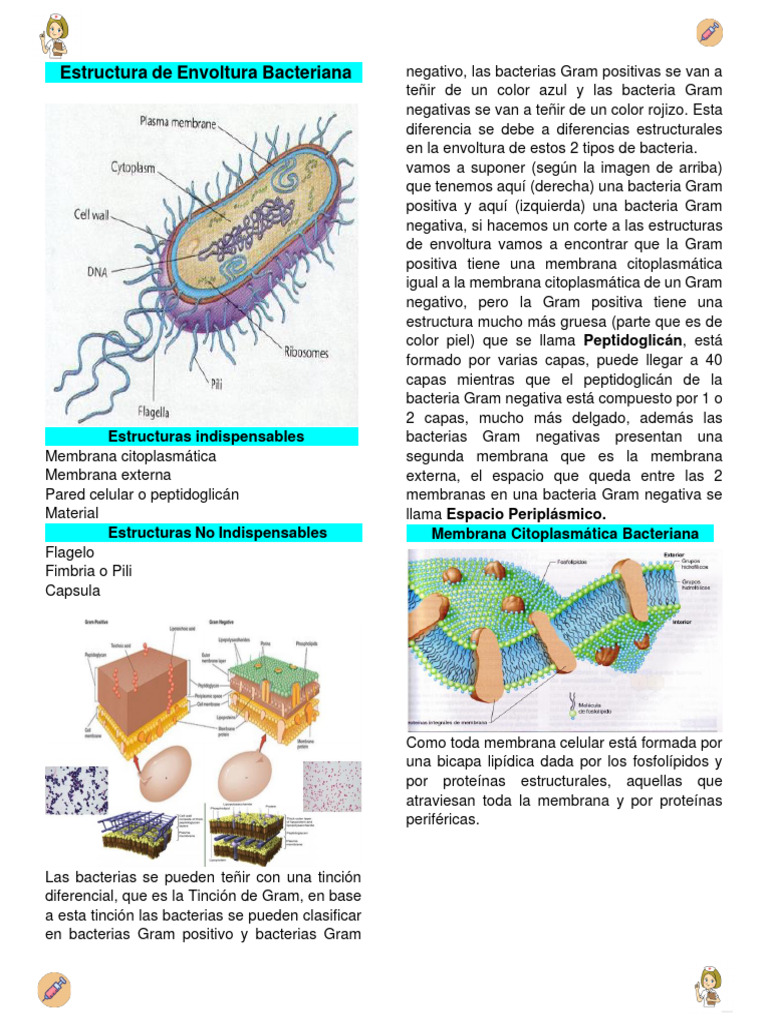 4. Estructura Bacteriana | PDF | Lipopolisacárido | Las bacterias