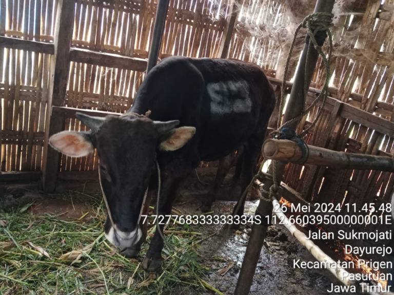 Qurban Sapi S3 | PDF