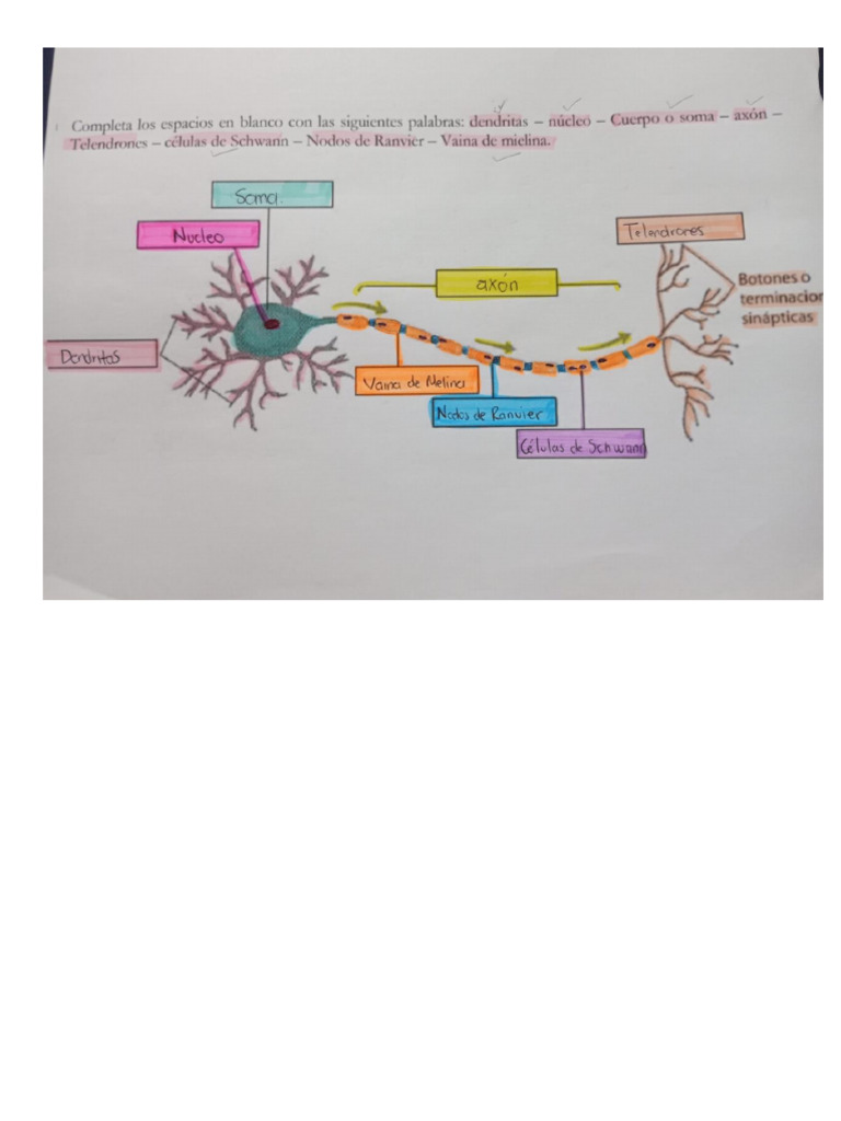 Apunte | PDF