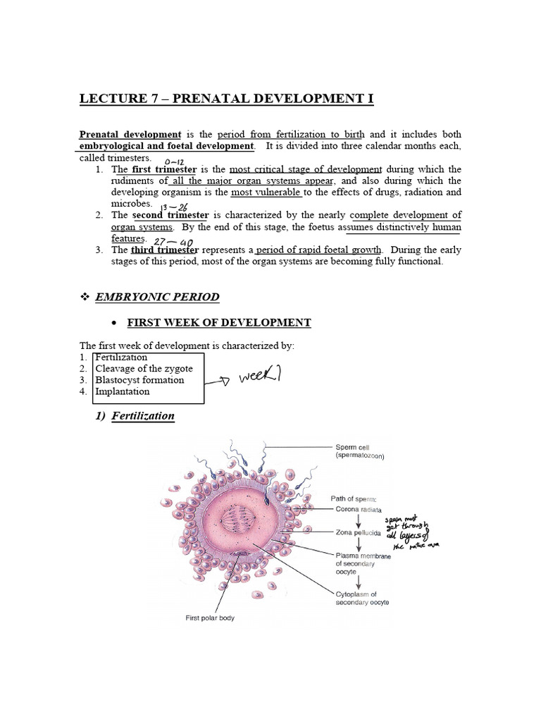 LECTURE 7 Prenatal Development I 2 | PDF | Uterus | Fertilisation
