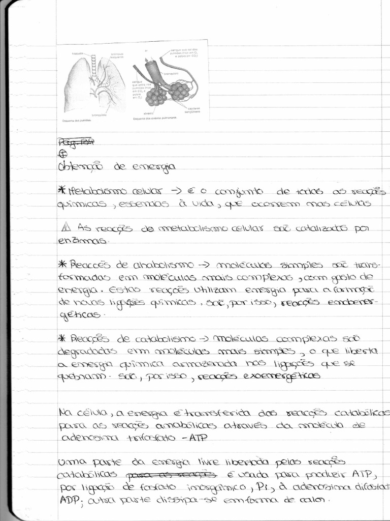 Resumo Fermentação E Respiração Pdf
