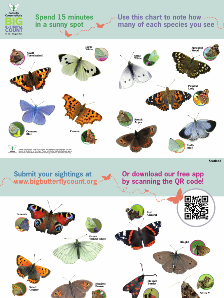 BUTTERFLY IDENTIFICATION CHART UK PDF visual data 3