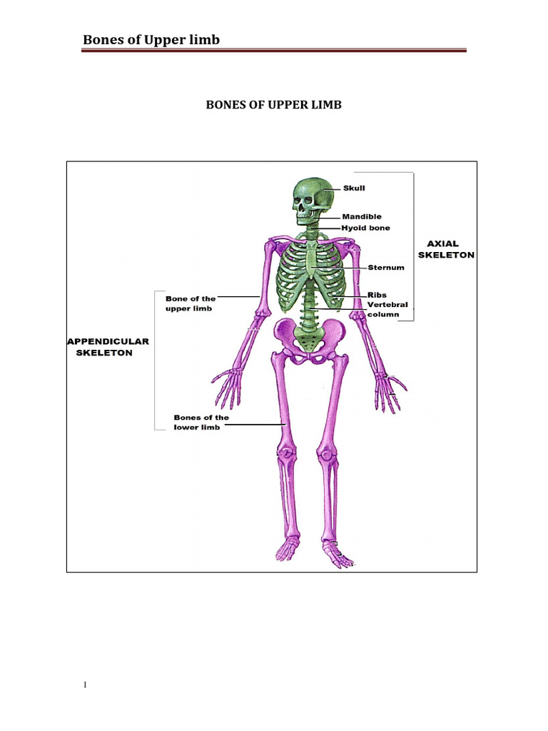 Anatomy visual data 7