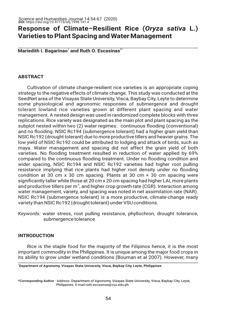 Climate-Resilient Rice Varieties Study | PDF | Rice | Sowing