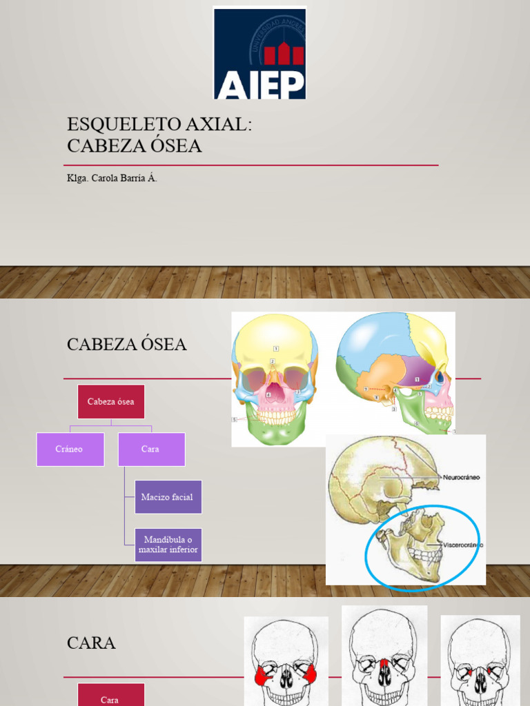 Anatomía del Esqueleto Axial Humano | PDF | Artes del Lenguaje y ...