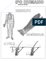 Fichas Estudo-CorpoHumano