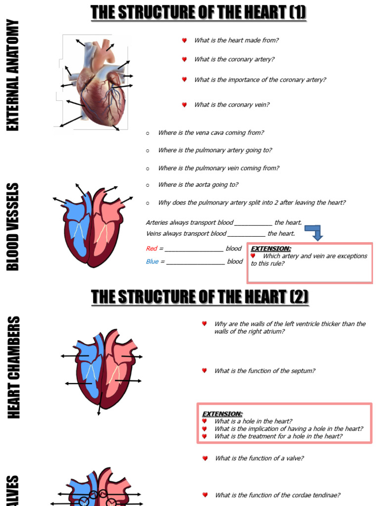 CV6 Heart Structure Student Carousel Sheet | PDF
