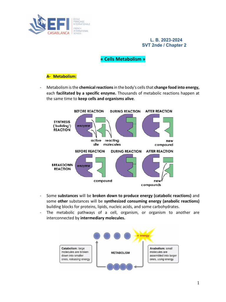Chapter2 Lesson, Cells Metabolism | PDF | Metabolism | Photosynthesis