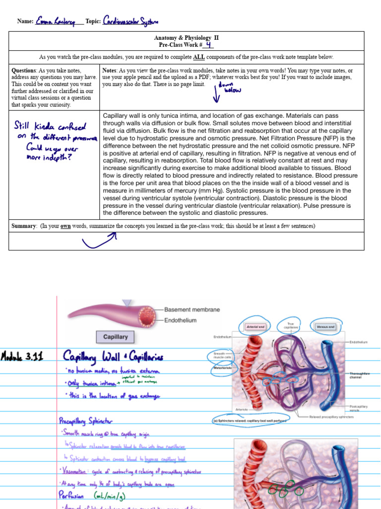 AP 2 PCW 4 Cardiovascular Module 3 11 3 15 PDF Blood Pressure