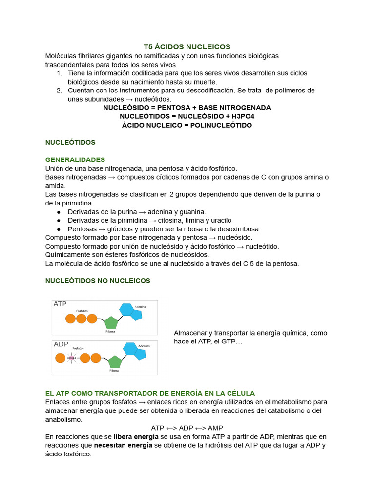 Estructura y Función de Ácidos Nucleicos | PDF | Rna | Adn