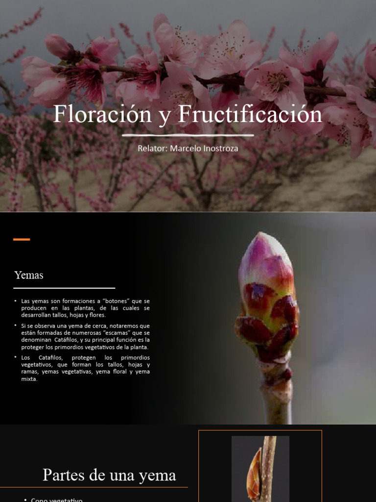 Yemas y Proceso de Fructificación | PDF | Tallo de la planta | Flores