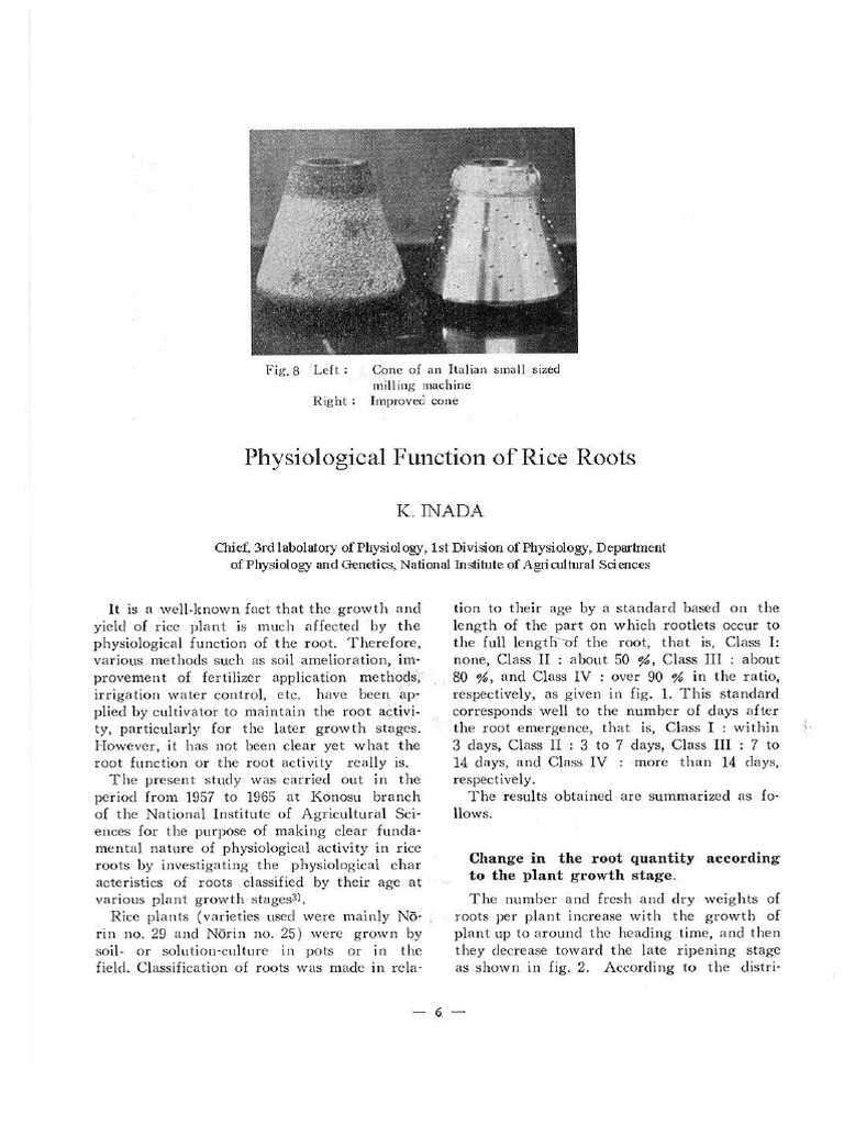 Physiological Functions of Rice Roots | PDF | Root | Rice