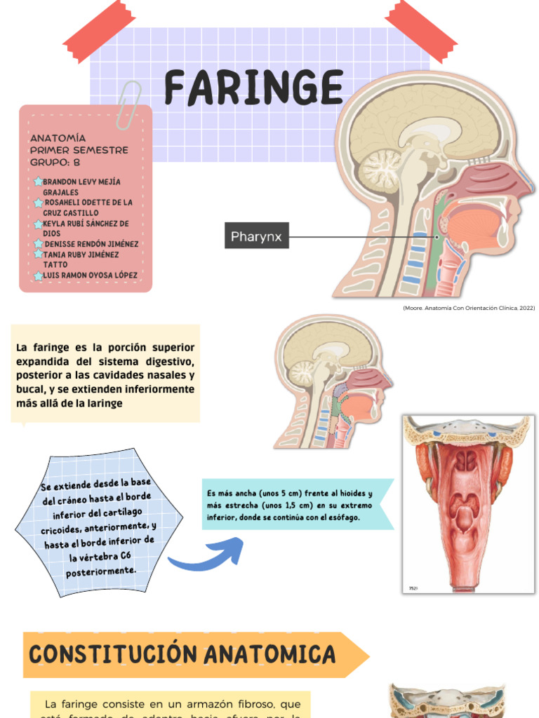 Faringe | PDF | Nervio vago | Anatomía humana