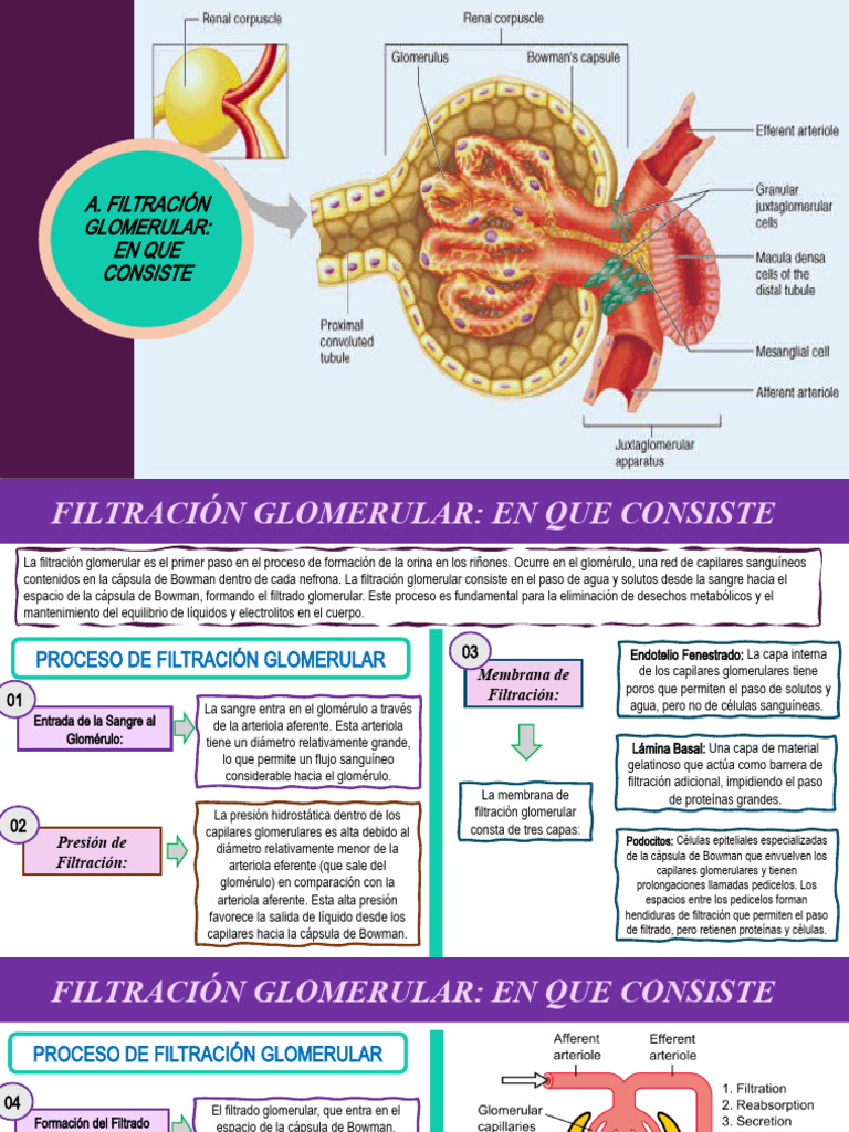 Filtración Glomerular y Reabsorción Renal | PDF | Riñón