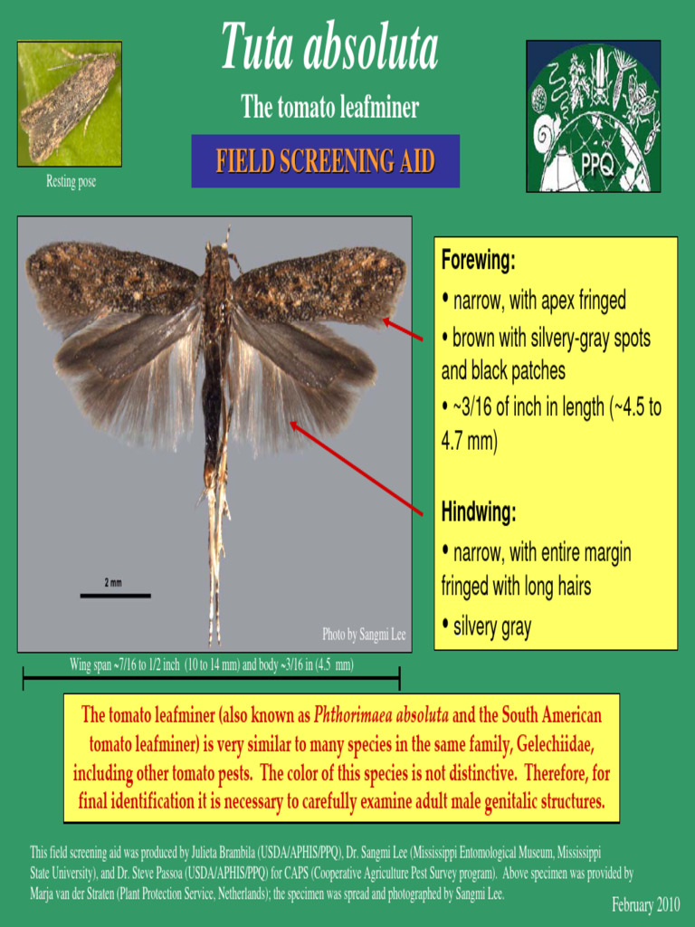 Tuta Absoluta: Field Screening Aid | PDF | Insects
